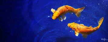 Goroskop Na Dekabr 2020 Goda Dlya Ryb Horoshie Shansy V Rabote I Lyubvi Astrologiya Tch Ua