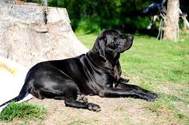 According to the international union for conservation of nature, 66 of these species are endangered, and 40% of the threatened taxa belong to the primate group. Brazilian Mastiff Dog Breed Comehereboy