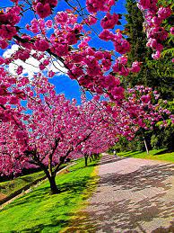 Maybe you would like to learn more about one of these? Cherry Blossom Beautiful Nature Beautiful Landscapes Beautiful Nature Wallpaper