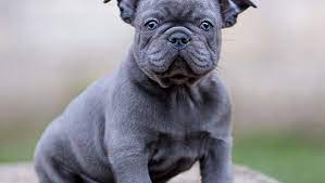 Blue French Bulldog The Ultimate Guide French Bulldog Breed