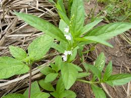 Image result for Justicia anselliana