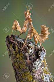 Temperature and humidity for the devils flower mantis. A Devil Flower Mantis Nymph Is Sitting On A Branch Stock Photo Picture And Royalty Free Image Image 9960700