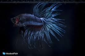 13 Types Of Betta Fish Includes Video Of The Rarest