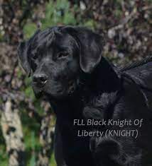Maybe you would like to learn more about one of these? Handsome Black English Labrador Akc Registered Family Loved Minnesota Raised Labradors Fll Black Knigh Lab Puppies English Lab Puppies English Labrador