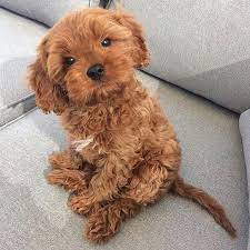 Bailey The Cavoodle On Instagram Am I A Puppy Or A Teddy Bear Throwback Tbt Throwbackthursday Cavoodl Cute Baby Dogs Cute Puppies Teddy Dog