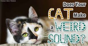 Ear mites will most likely affect your cat if they have ideal conditions for food sources and reproduction. Nasopharyngeal Polyps Symptoms Diagnosis And Treatment