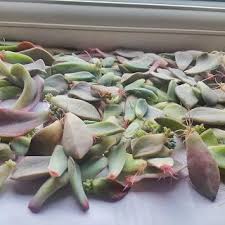 Propagating Succulents In Winter Propagating Succulents Succulents Lithops Garden