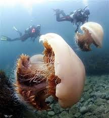 Jellyfish Mysterious Creatures Of The Marine World Giant Jellyfish Underwater Life Jellyfish Pictures