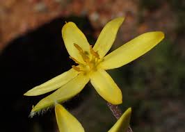 Image result for Hypoxis angustifolia