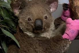 Port Macquarie Koala Hospital Help Thirsty Koalas Devastated By Recent Fires The Port Macquarie Koala Hospital Has Been Overwhel In 2020 Koala Koalas Australia Animals