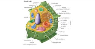 We did not find results for: Draw A Plant Cell And Name Seven Important Organelles Found Init Brainly In