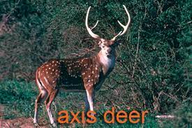 Exotic And Fur Bearing Species Texas Parks Wildlife Department