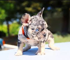 Characteristic are the flat, broad nose, the upright ears, and its short, stocky body. Tiger Brindle French Bulldog My Frenchie Club