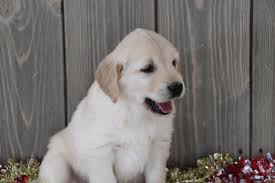 A golden retriever mix is a mixed dog breed that is a cross between a golden retriever and another dog breed. Golden Retriever Puppies For Sale Lemhi Puppies