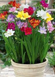 Google Bulb Flowers Spring Flowering Bulbs Freesia Flowers
