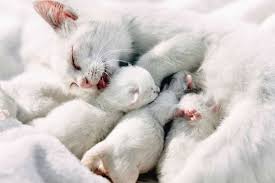 This is week one of your pregnancy. How Long Are Cats Pregnant Cat Pregnancy Guide Food Stages Signs