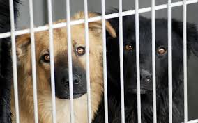 Animal Lovers Need Not Apply Animals Pets California Dog