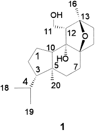 Image result for Oreophyton