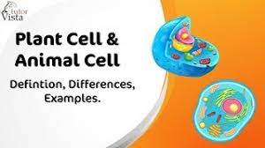 Check spelling or type a new query. Different Between Plant Cell And Animal Cell Youtube