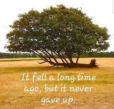 Never Give Up How To Memorize Things Uplifting Quotes Inspirational Thoughts