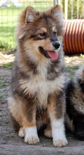 Angels On Earth 5 Dogs That Looks Like Wolves Dogs Dog Breeds Animals Beautiful