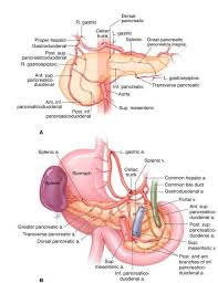 Pin On Weapon And War Anatomy