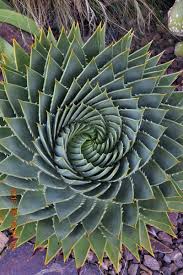 Image result for Aloe pienaarii