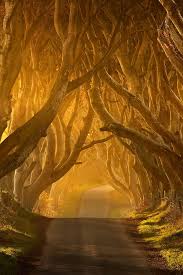 The Dark Hedges Ireland S Beautifully Eerie Tree Lined Road Dark Hedges Places To See Beautiful Places