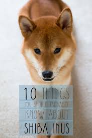 Find shiba inu puppies and breeders in your area and helpful shiba inu information. Shiba Inu Temperament Other Things You Should Know About