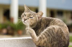 When cats have fleas, their owners can usually tell that there's something strange about their behavior. How To Get Rid Of Fleas In Cats