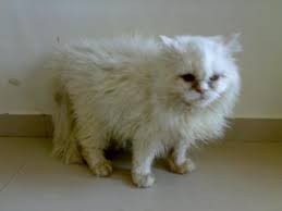 Explore 34 listings for oriental kittens for sale at best prices. Persian Cat For Sale Mumbai Poc