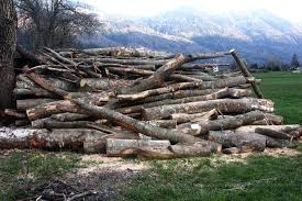 12enne di Milano muore schiacciato da una catasta di legna durante  un'escursione - Cronaca - 7giorni