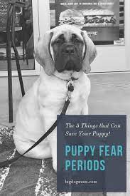 The puppy is very young at this point and owners are (hopefully!) managing her environment carefully and exposing her to lots of. Puppy Fear Periods 5 Simple Tips That Can Save Your Puppy