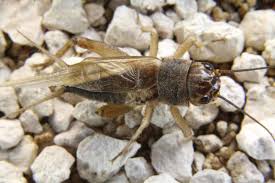 What they can do, though, is eat away at fabrics and clothing. What Do Crickets Eat Pest Control Zone