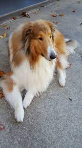 Pin On Collies Shelties