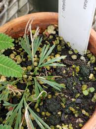 Image result for Actiniopteris