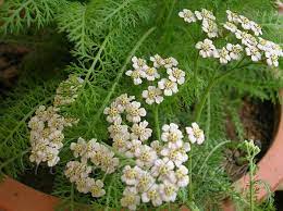 Achillea Millefolium Common Yarrow