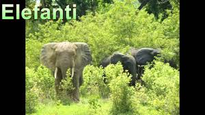 Maxilarele sale enorme sustin o pereche de colti lungi de aproape o jumatate de metru, suficient de. Animale Salbatice Youtube