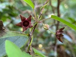 Image result for Cassinopsis tinifolia