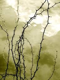 Got a good chunk out today. Thorny Vines To Nowhere Life Is Thickly Sown With Thorns Flickr