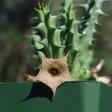 Image result for Huernia kirkii