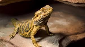 Check spelling or type a new query. Living With A Lizard How To Care For The Bearded Dragon Cy Fair Animal Hospital