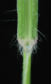 Image result for Sporobolus ioclados