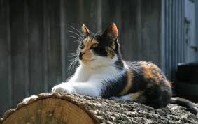 8 breeds of cat which can come in a calico. Naming Your Calico Cat Name Ideas For Calico Cats