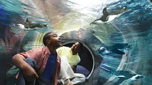 Ripley'S Aquarium Of Myrtle Beach | Visit Myrtle Beach