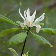 Image result for Pupalia grandiflora