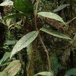 Image result for Rutidea