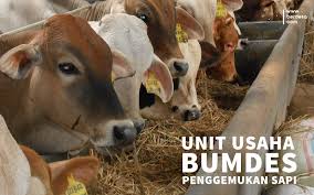 Azotobacter sp, kacang tanah, pupuk kandang. Gemuknya Keuntungan Penggemukan Sapi Bagi Bumdes Berdesa