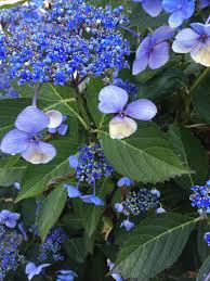 Check spelling or type a new query. Help Identifying Flowering Shrub Growing In Southern Washington Thank You Landscaping