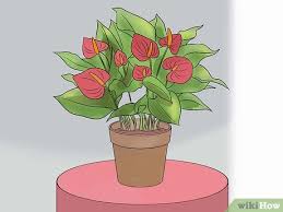 Also called flamingo flowers, they have rich burgundy, bright red, pretty pink or white heart shaped flowers with an interesting waxy appearance and a distinctive yellow 'spadix' growing from the base. How To Grow Anthurium Plants 15 Steps With Pictures Wikihow